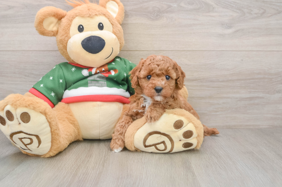 5 week old Poodle Puppy For Sale - Premier Pups