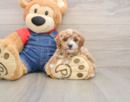 6 week old Poodle Puppy For Sale - Premier Pups