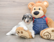 6 week old Poodle Puppy For Sale - Premier Pups