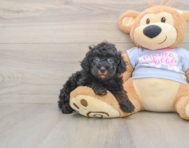 6 week old Poodle Puppy For Sale - Premier Pups