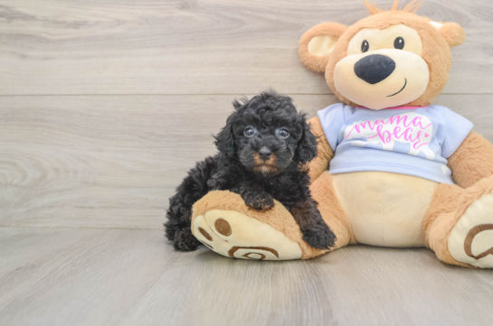 Friendly Poodle Purebred Pup