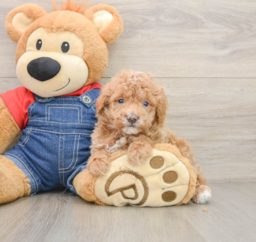 6 week old Poodle Puppy For Sale - Premier Pups