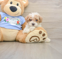7 week old Poodle Puppy For Sale - Premier Pups