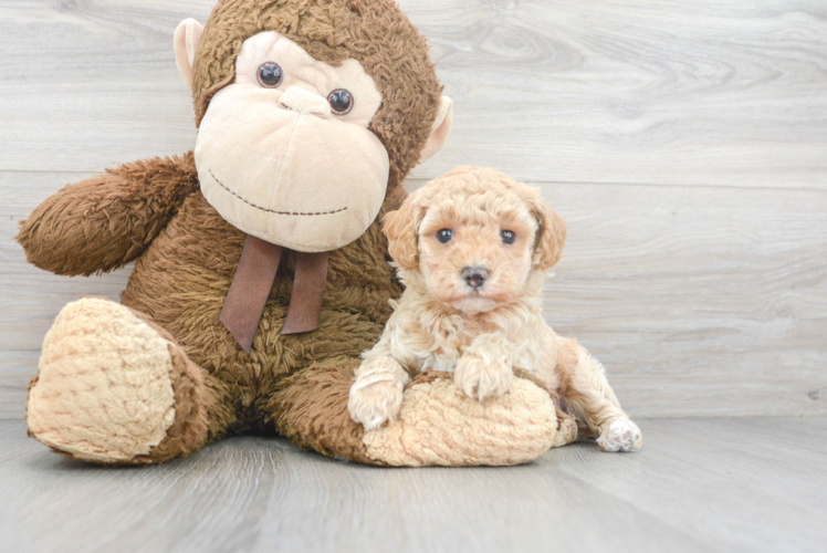 Fluffy Pudle Purebred Puppy