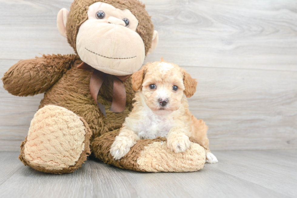 Friendly Poodle Purebred Pup