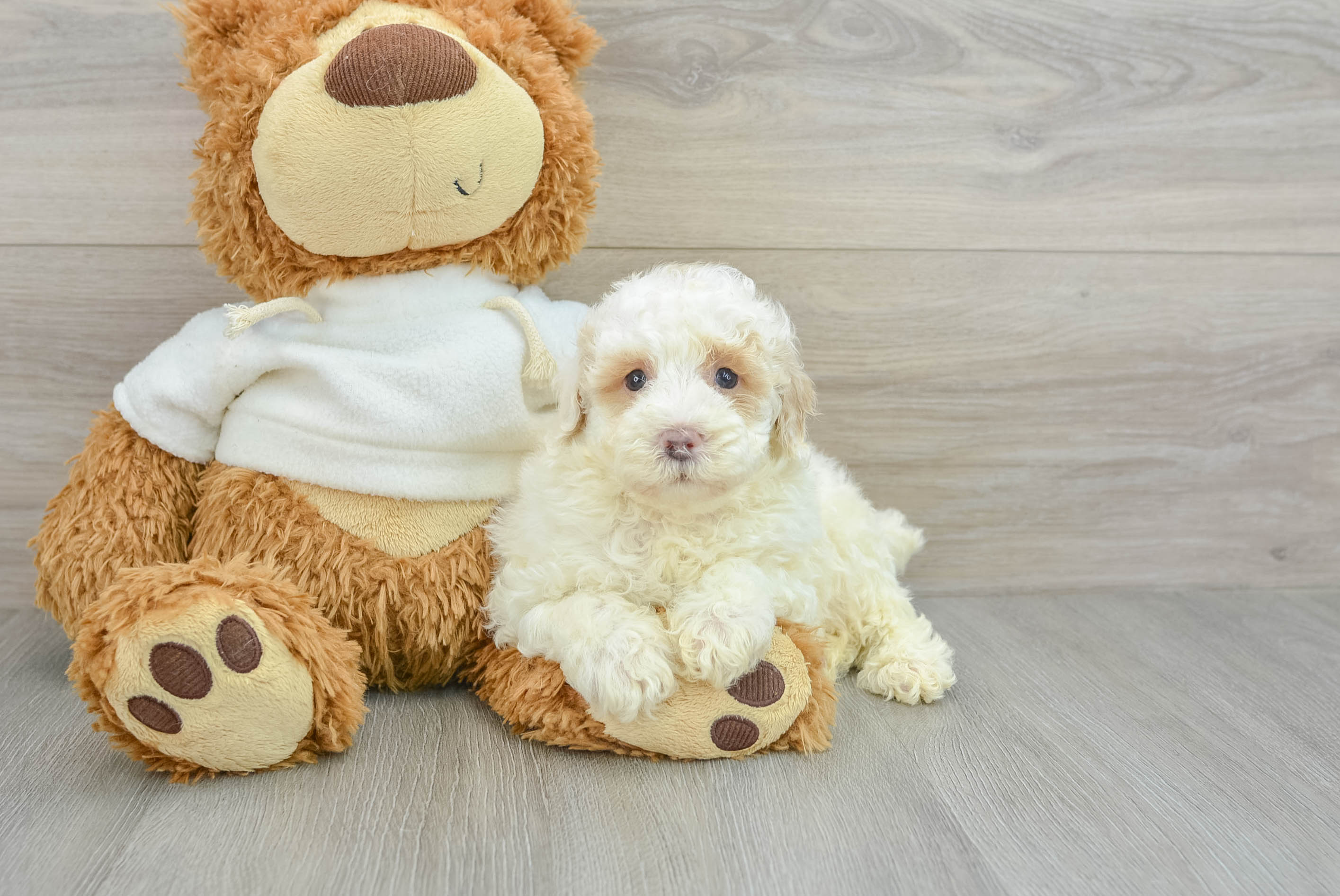 Poodle Pup Being Cute