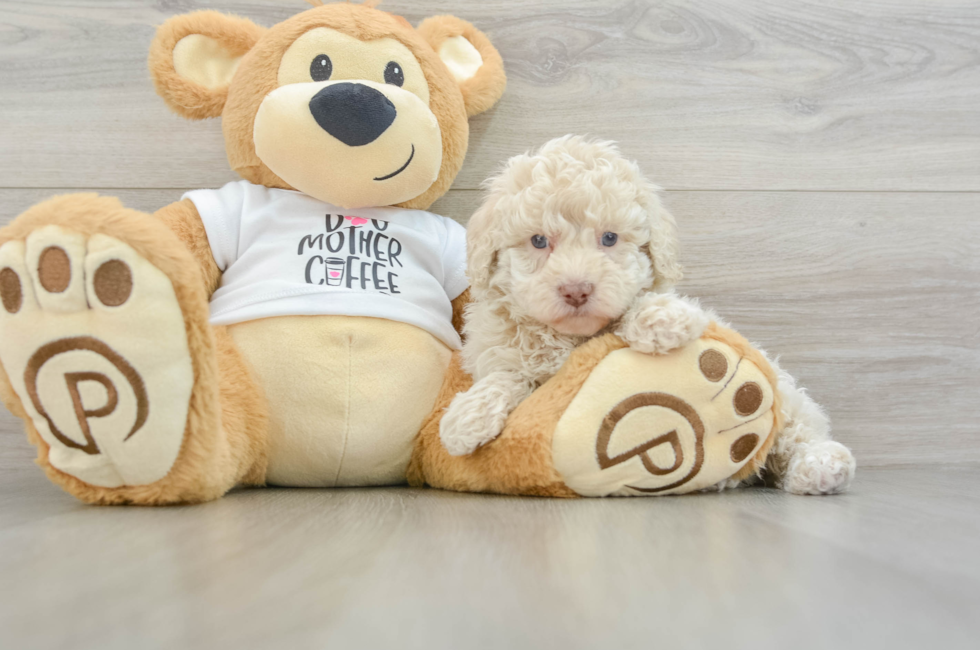 5 week old Poodle Puppy For Sale - Premier Pups