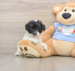 7 week old Poodle Puppy For Sale - Premier Pups