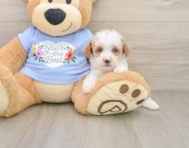 8 week old Poodle Puppy For Sale - Premier Pups