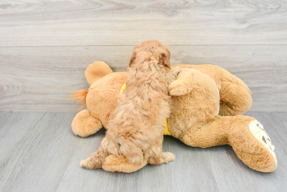 Poodle Puppy for Adoption