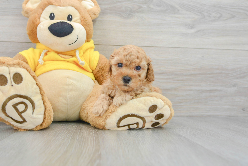 Happy Pudle Purebred Puppy