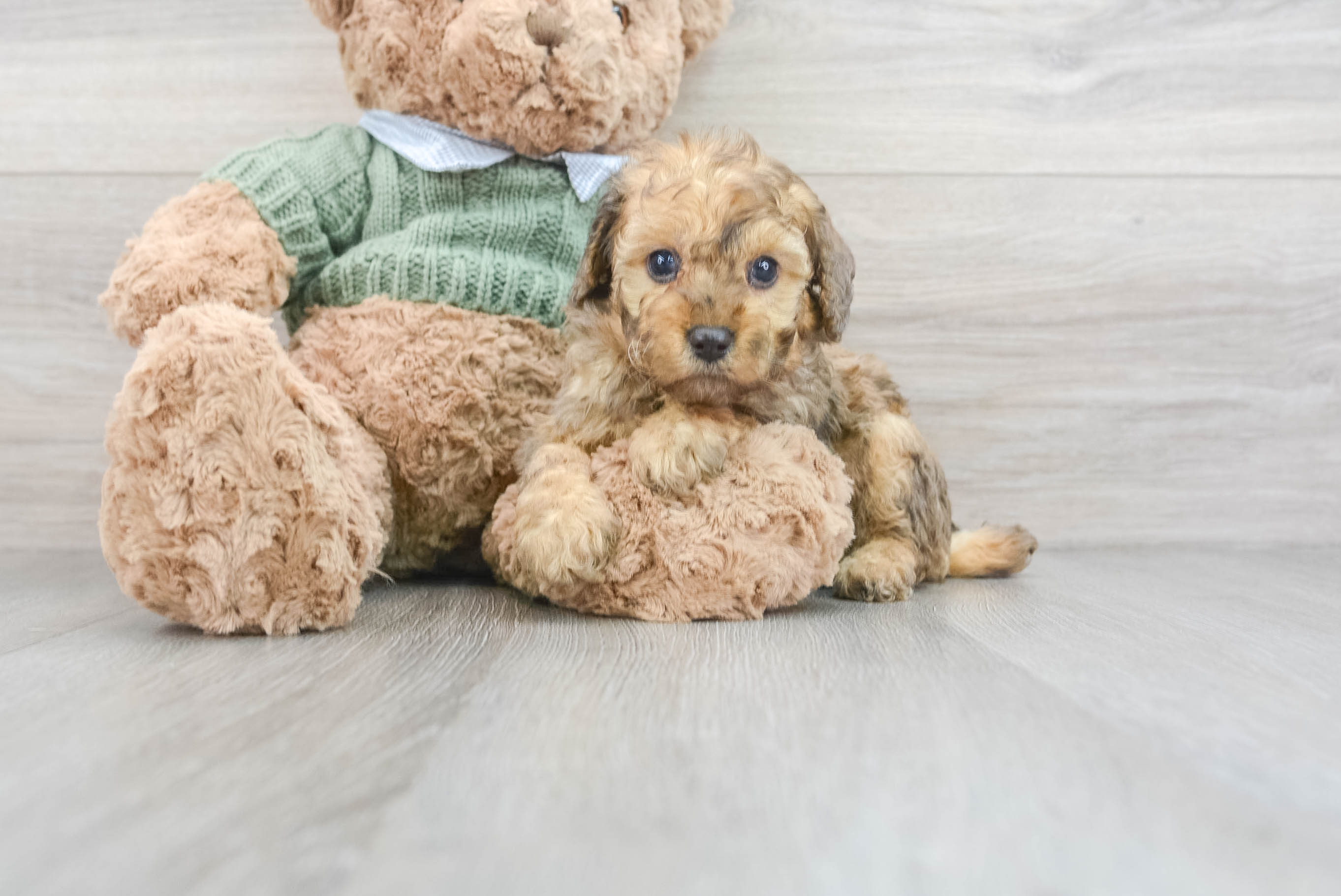 Petite Pudle Purebred Puppy