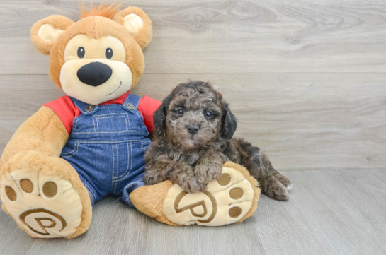 Poodle Pup Being Cute