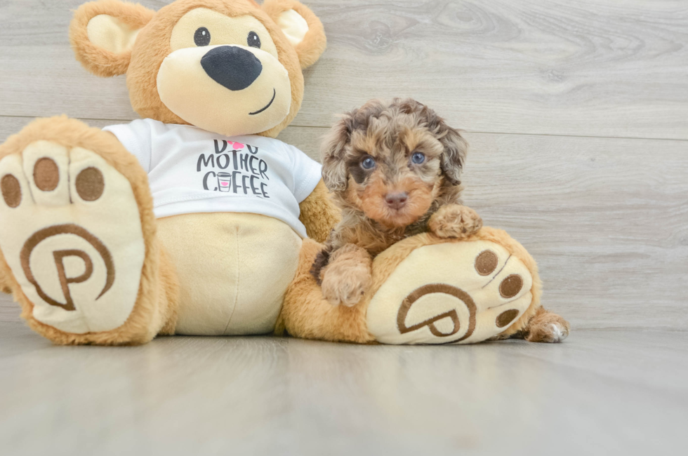 5 week old Poodle Puppy For Sale - Premier Pups