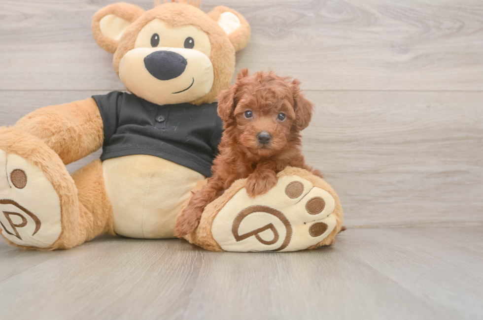 5 week old Poodle Puppy For Sale - Premier Pups