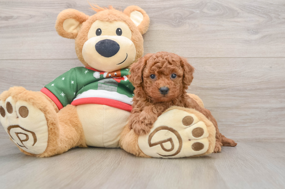 5 week old Poodle Puppy For Sale - Premier Pups