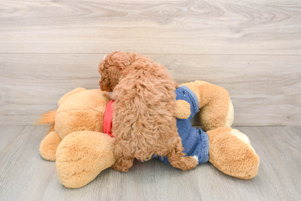 Playful Poodle Purebred Pup