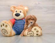 6 week old Poodle Puppy For Sale - Premier Pups