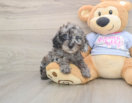 7 week old Poodle Puppy For Sale - Premier Pups