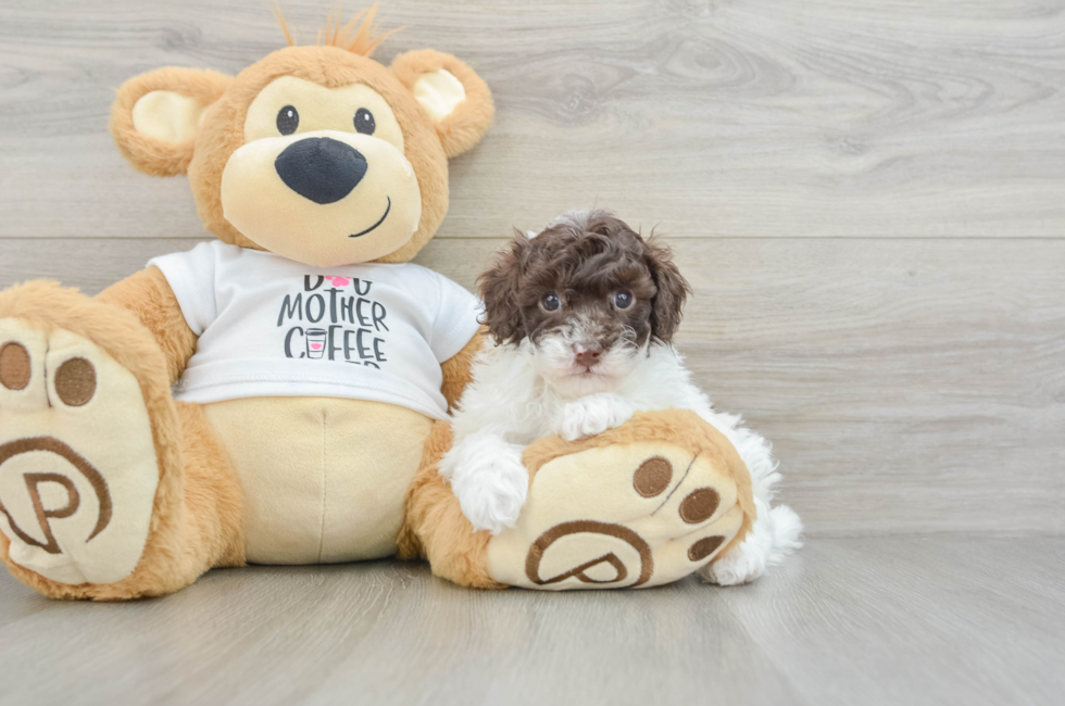 5 week old Poodle Puppy For Sale - Premier Pups