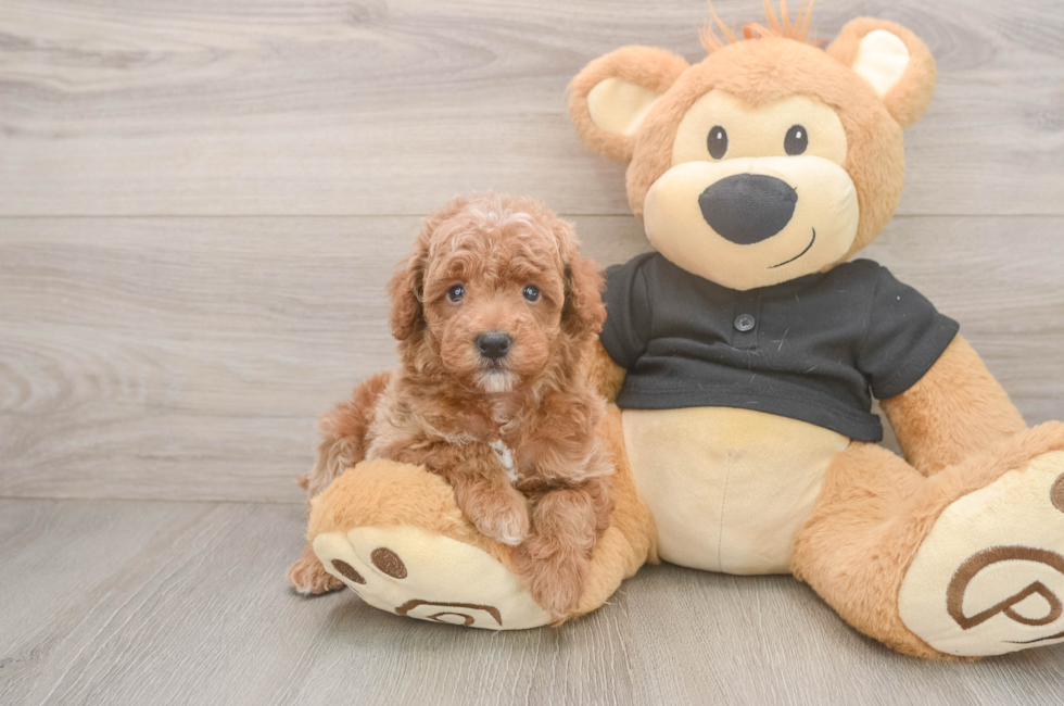 5 week old Poodle Puppy For Sale - Premier Pups