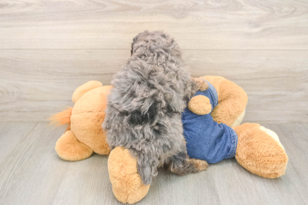 Meet Rubik - our Poodle Puppy Photo  3/3 - Premier Pups Poodle Puppy for Adoption