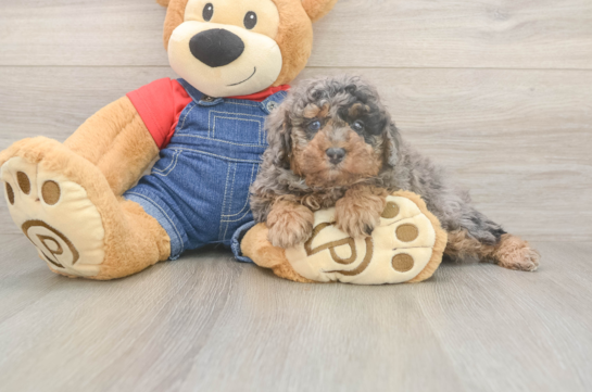 6 week old Poodle Puppy For Sale - Premier Pups Adorable Toy Poodle Purebred Puppy