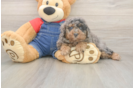 Meet Rubik - our Poodle Puppy Photo  1/3 - Premier Pups Adorable Toy Poodle Purebred Puppy