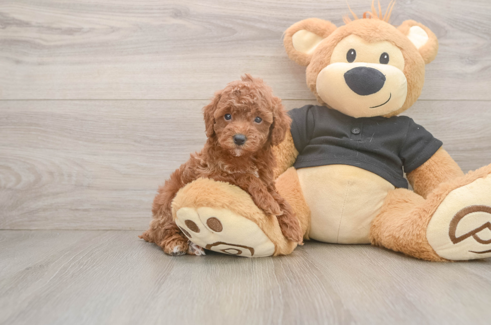 5 week old Poodle Puppy For Sale - Premier Pups
