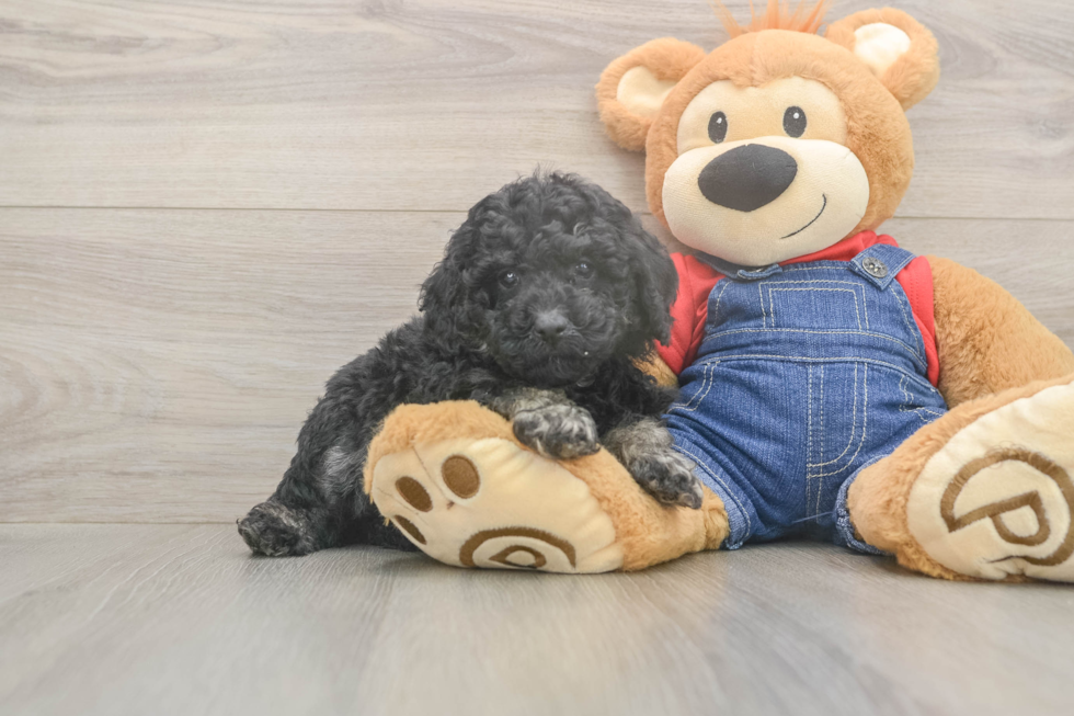 Meet Ruffle - our Poodle Puppy Photo  1/3 - Premier Pups Hypoallergenic Poodle Baby