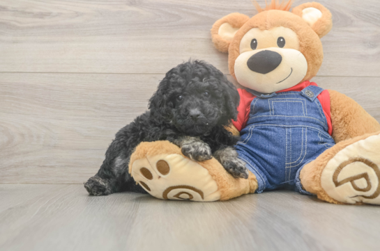 6 week old Poodle Puppy For Sale - Premier Pups Hypoallergenic Poodle Baby