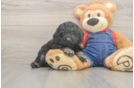 Meet Ruffle - our Poodle Puppy Photo  1/3 - Premier Pups Hypoallergenic Poodle Baby