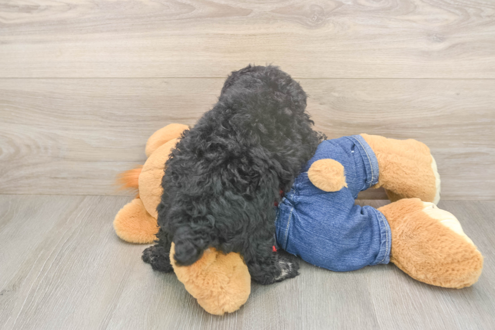 Meet Ruffle - our Poodle Puppy Photo  3/3 - Premier Pups Funny Poodle Baby