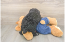 Meet Ruffle - our Poodle Puppy Photo  3/3 - Premier Pups Funny Poodle Baby