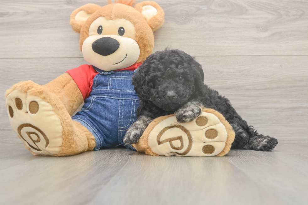 Meet Ruffle - our Poodle Puppy Photo  2/3 - Premier Pups Cute Toy Poodle Purebred Puppy