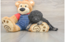 Meet Ruffle - our Poodle Puppy Photo  2/3 - Premier Pups Cute Toy Poodle Purebred Puppy