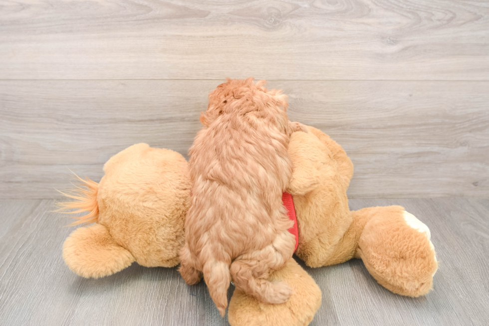 Friendly Poodle Purebred Pup