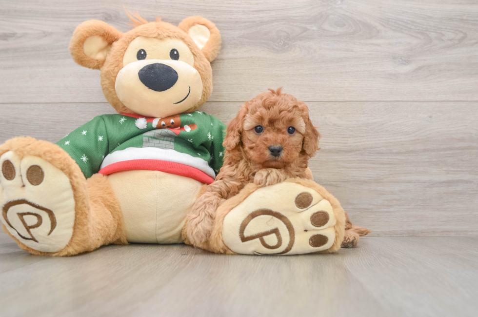 5 week old Poodle Puppy For Sale - Premier Pups