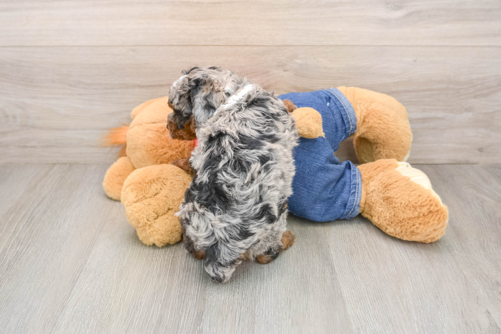 Poodle Puppy for Adoption