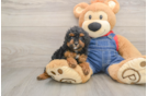 Funny Poodle Purebred Pup