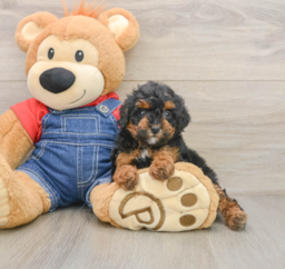 6 week old Poodle Puppy For Sale - Premier Pups