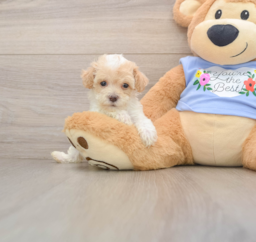 7 week old Poodle Puppy For Sale - Premier Pups