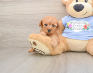 7 week old Poodle Puppy For Sale - Premier Pups