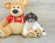 8 week old Poodle Puppy For Sale - Premier Pups