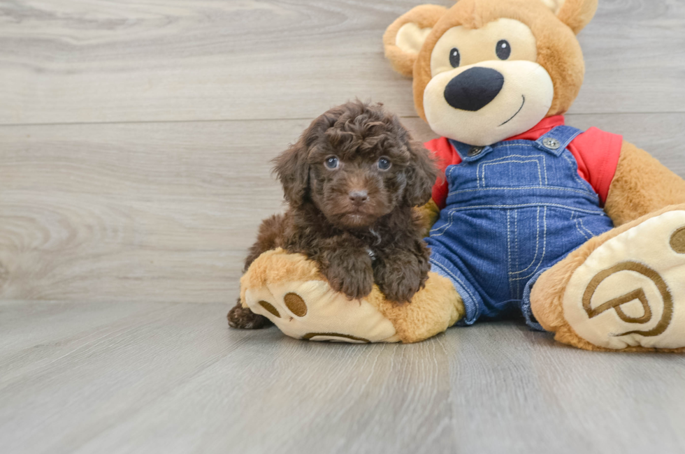 6 week old Poodle Puppy For Sale - Premier Pups