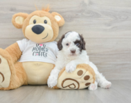 7 week old Poodle Puppy For Sale - Premier Pups