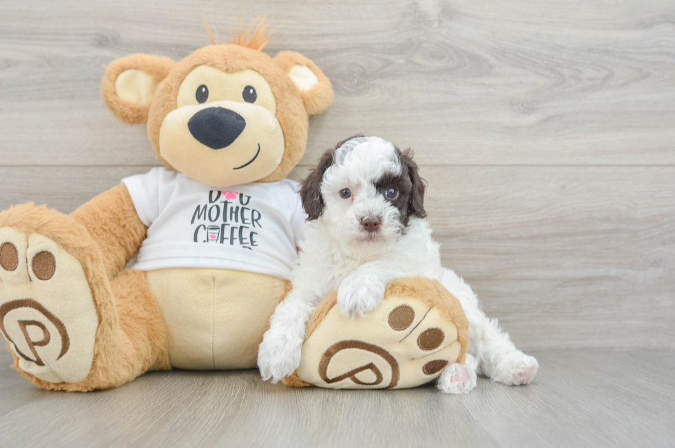 5 week old Poodle Puppy For Sale - Premier Pups