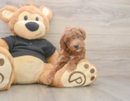 6 week old Poodle Puppy For Sale - Premier Pups