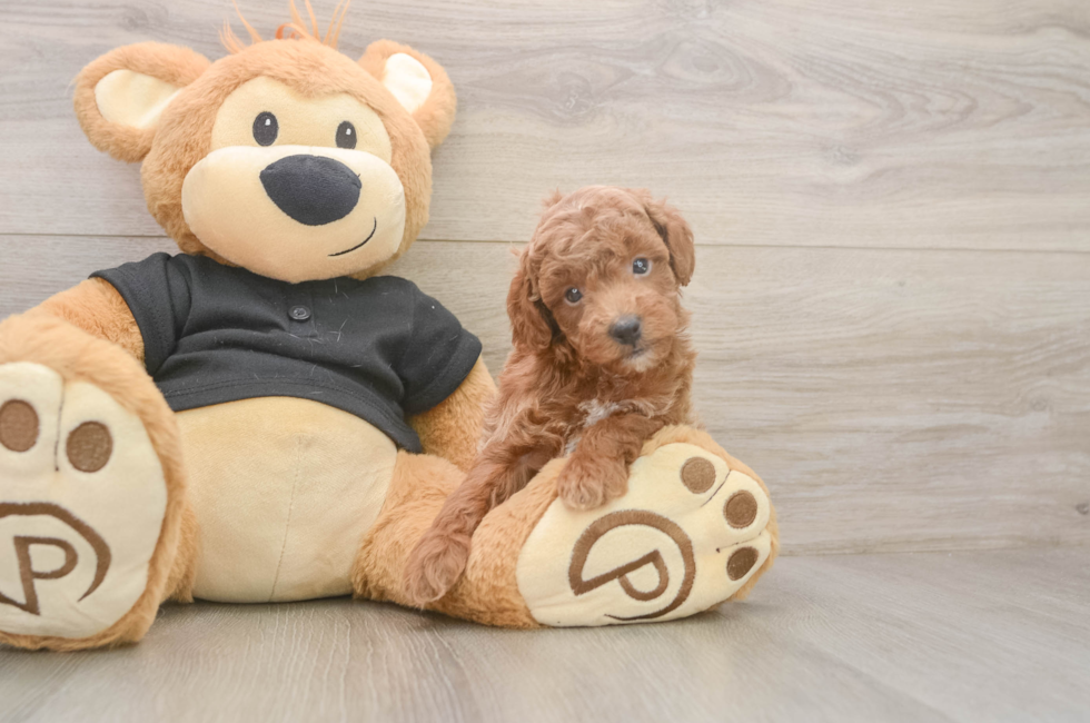 5 week old Poodle Puppy For Sale - Premier Pups