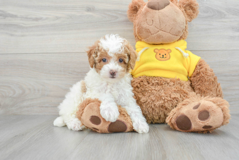 Best Poodle Baby